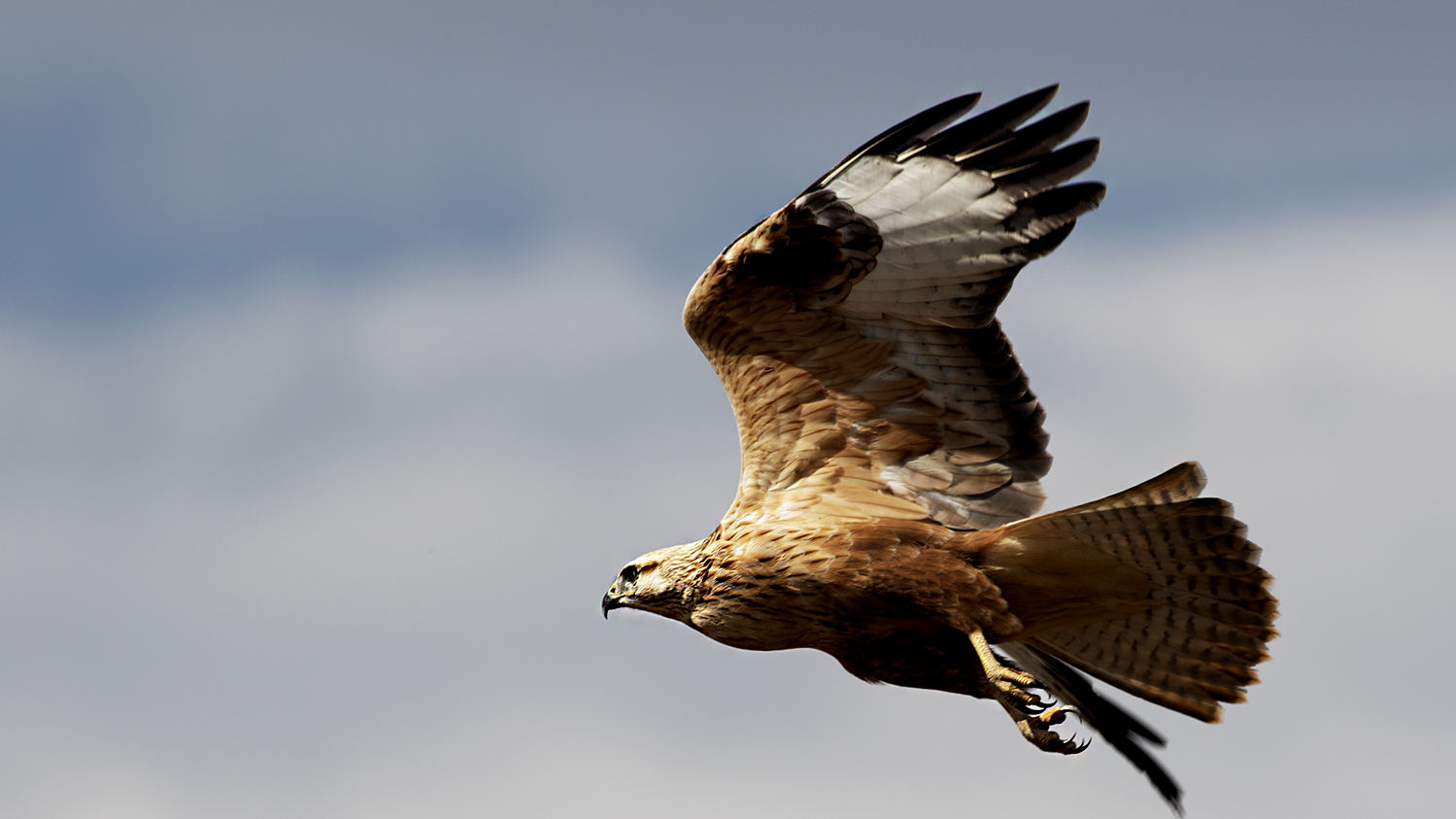 Long-legged Buzzard